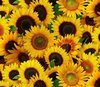Yellow Sunflower, Sonnenblumen von Elisabeth Studio