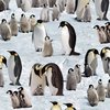 Snow Penguins, Pinguine von Elisabeths Studio